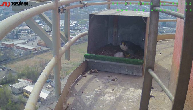 sokoli mladata 21420224